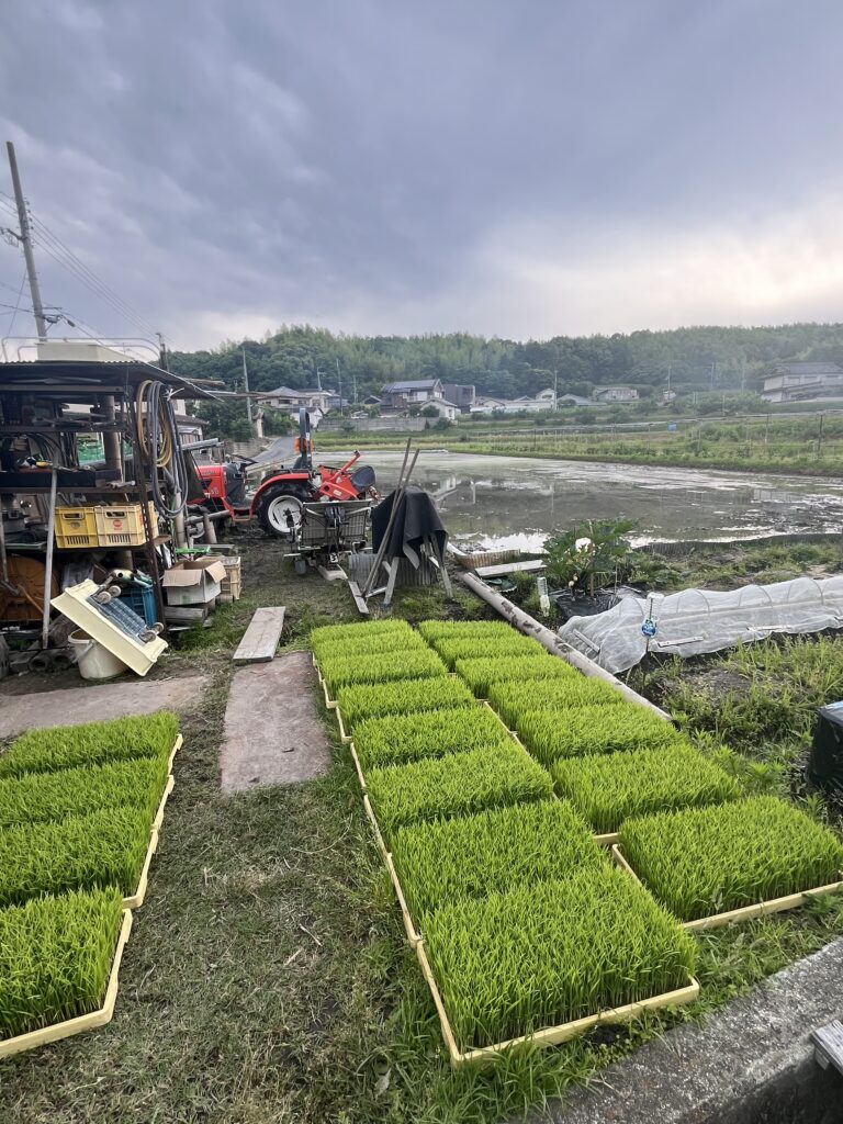 毎年楽しみな田植え